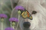 (image for) Monarch And Wolf